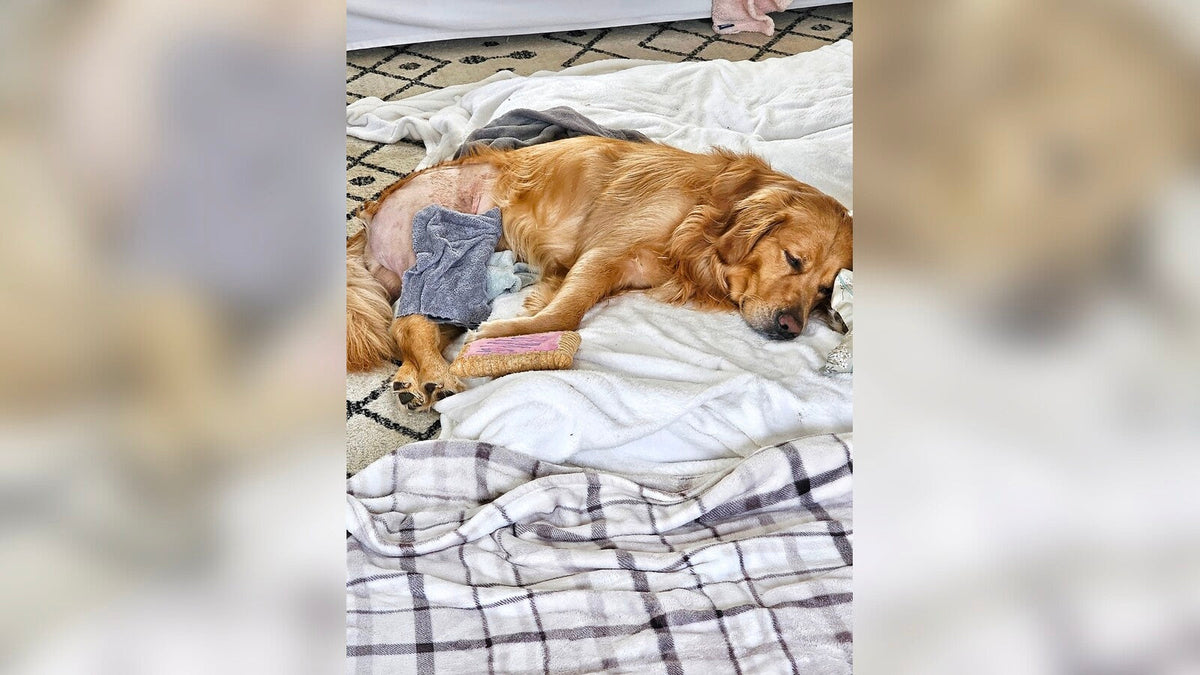 Brady’s Surgery, Business Deadlines, and Pretending I Have It Together